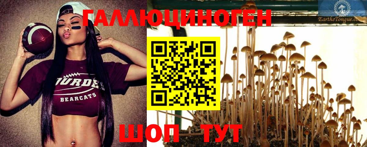 Галлюциногенные грибы Psilocybine cubensis Киселёвск